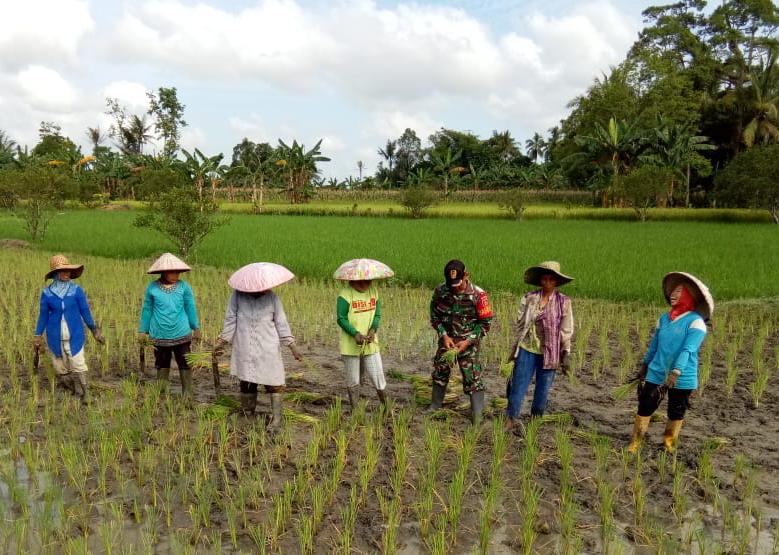 Kodim 1002/Hulu Sungai Tengah Jaga Ketahanan Pangan Ditengah Pandemi 