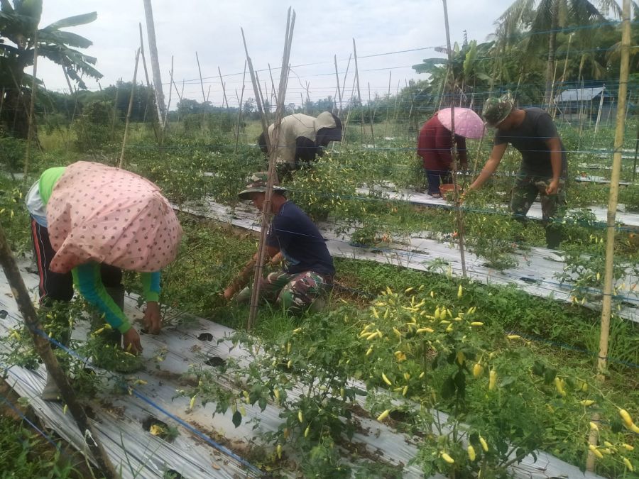 Satgas TMMD Kodim HST Luangkan Waktu dengan Membantu Panen Cabai