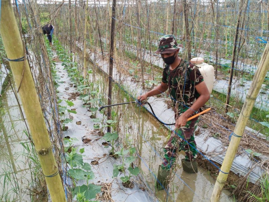 Selain Bantu Penyemprotan Gulma, Satgas TMMD Ingatkan Petani Larangan Membakar Hutan dan Lahan